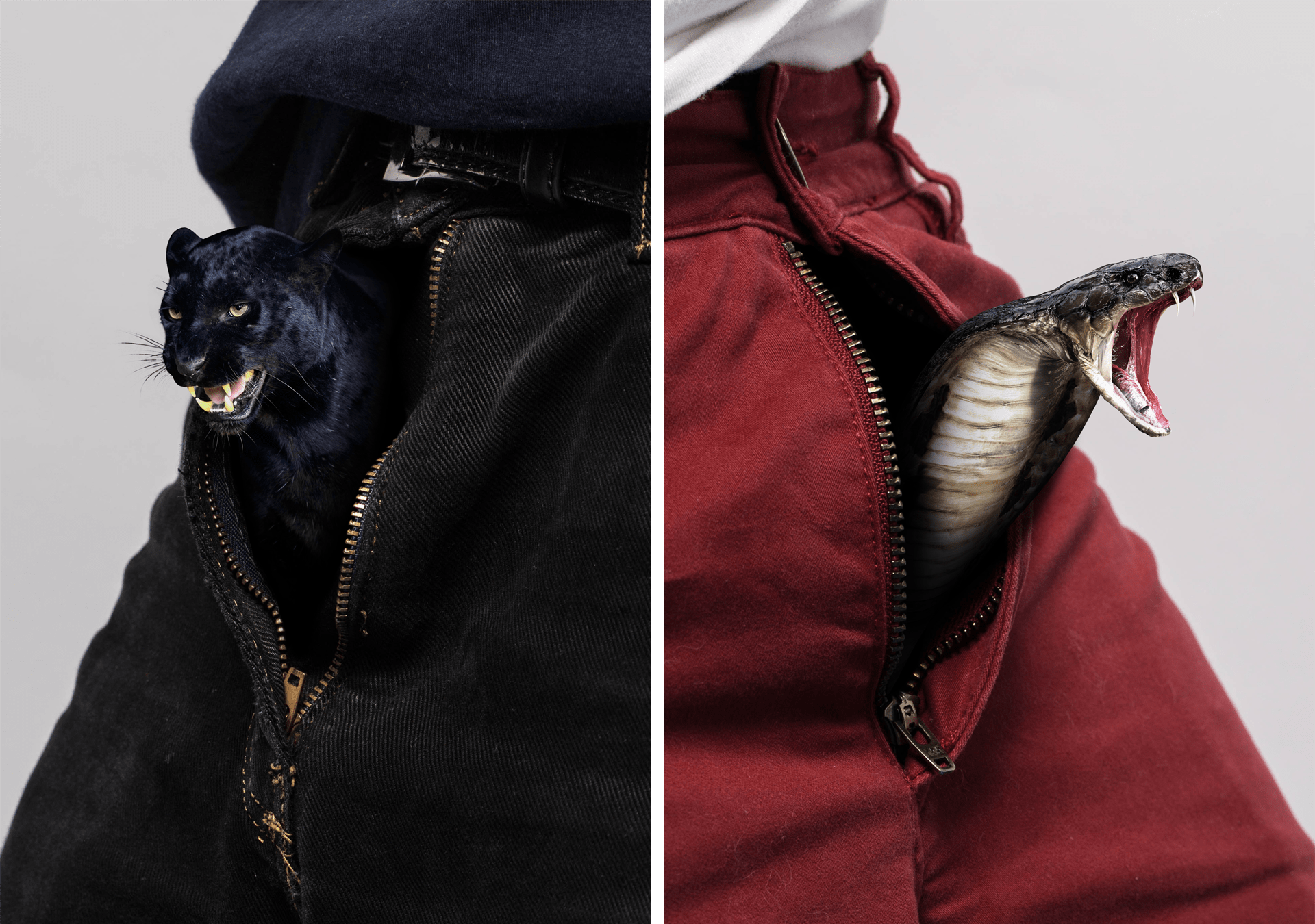 Photo series of wild beasts escaping from men's pants © Pierre d'Alteroche